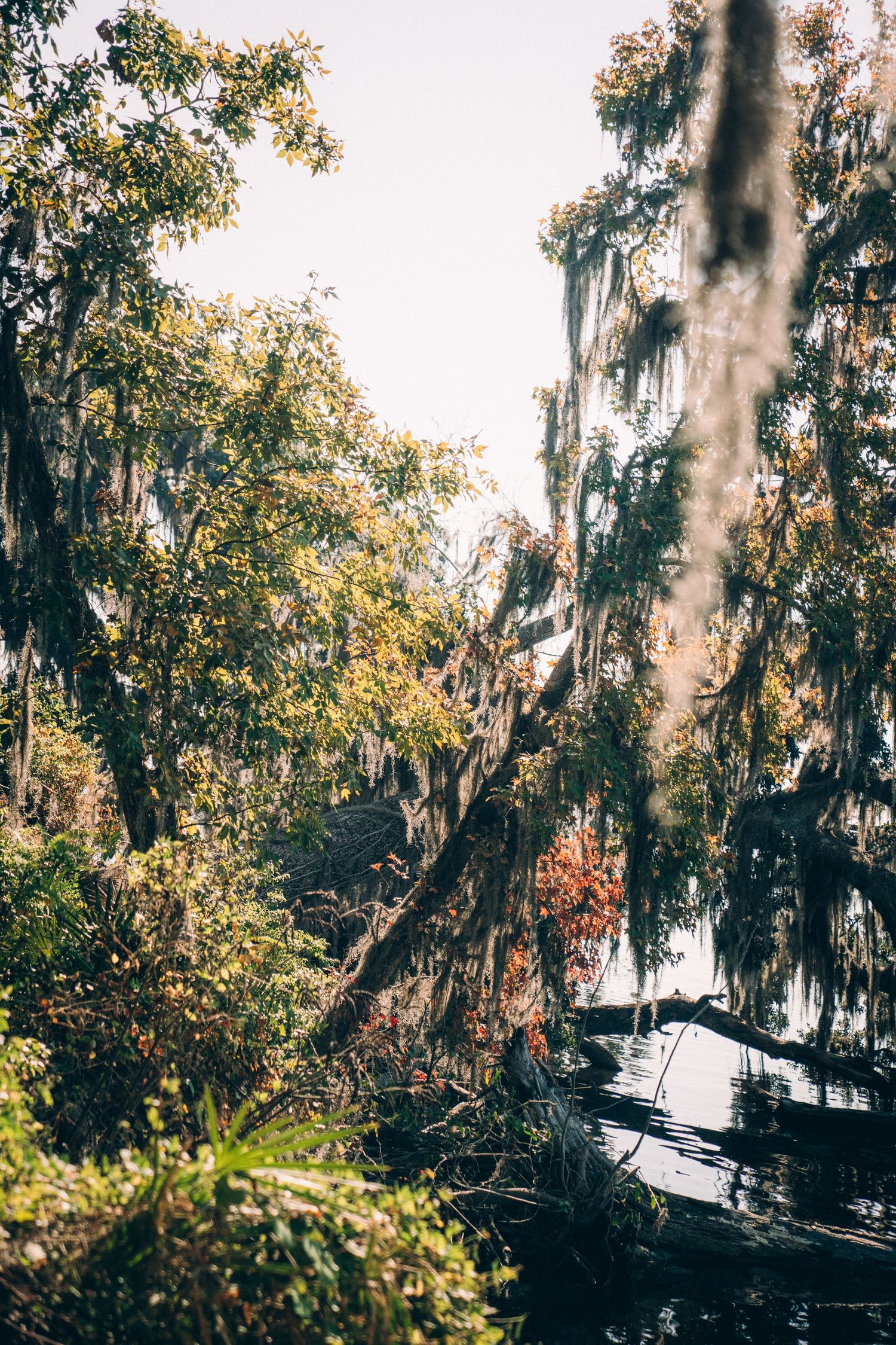 Spanish moss drapes from trees over a rustic wooden structure in a swampy Southern landscape.