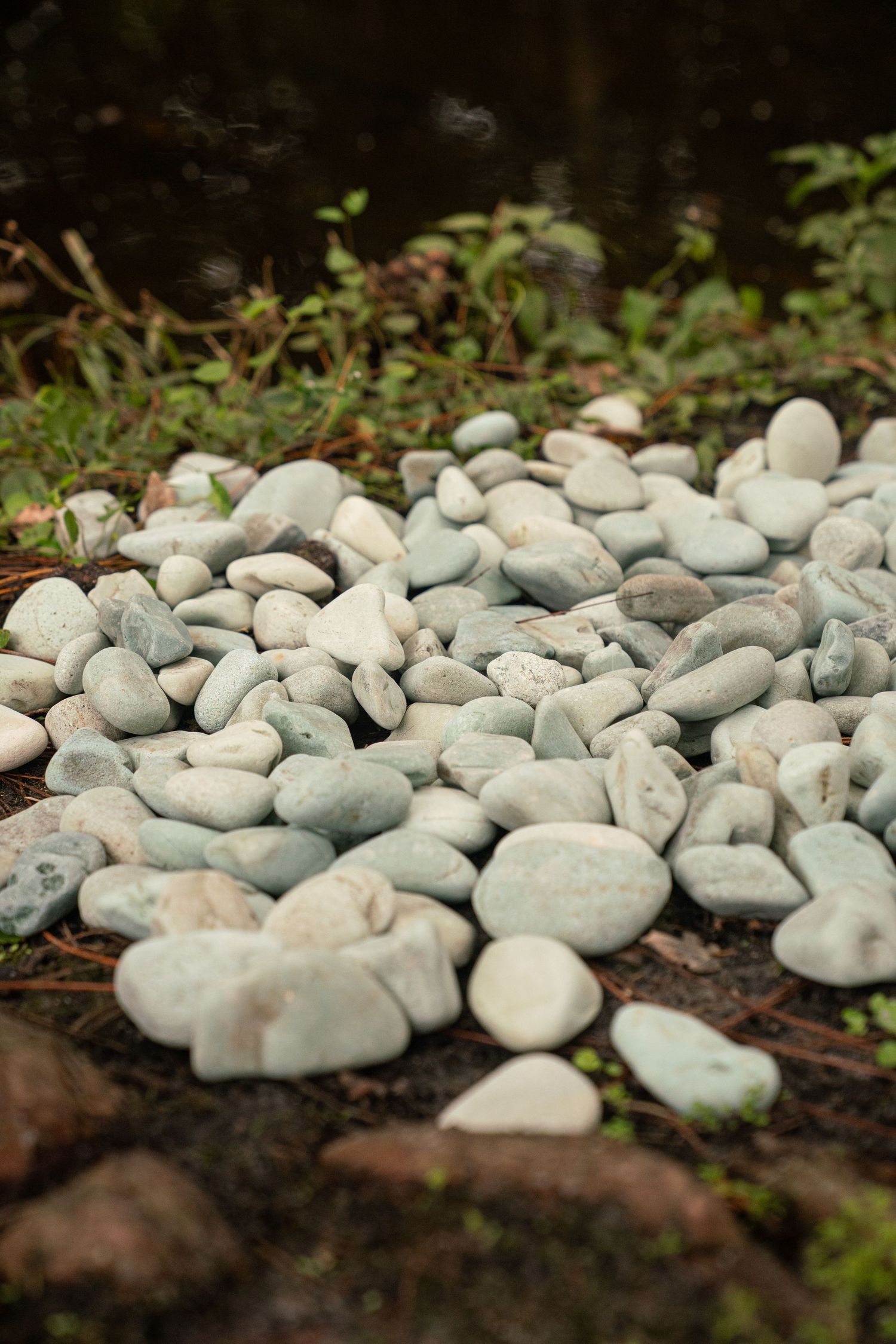 Pile of smooth light gray and white river pebbles scattered on dark soil near water and green plants.