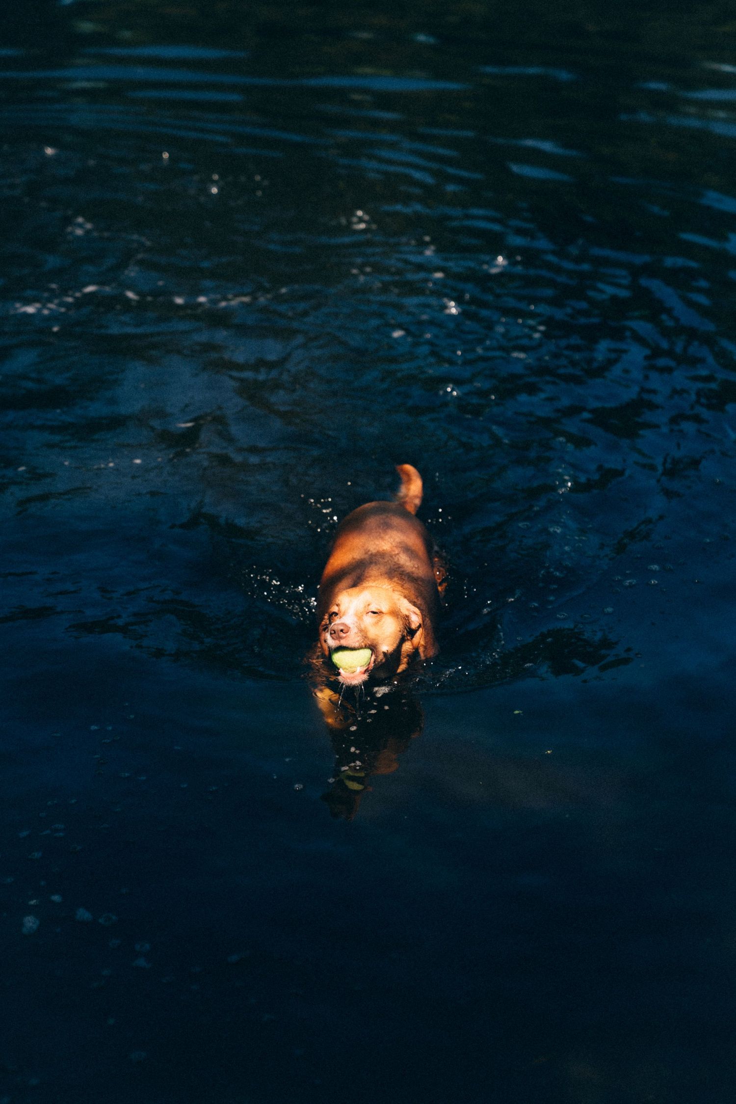 A brown dog swimming in dark blue water with splashing ripples around them.