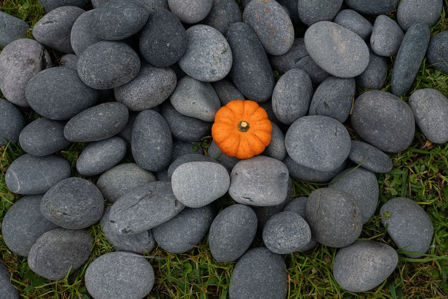 Small orange pumpkin surrounded by smooth gray rocks arranged in a circular pattern on green grass.