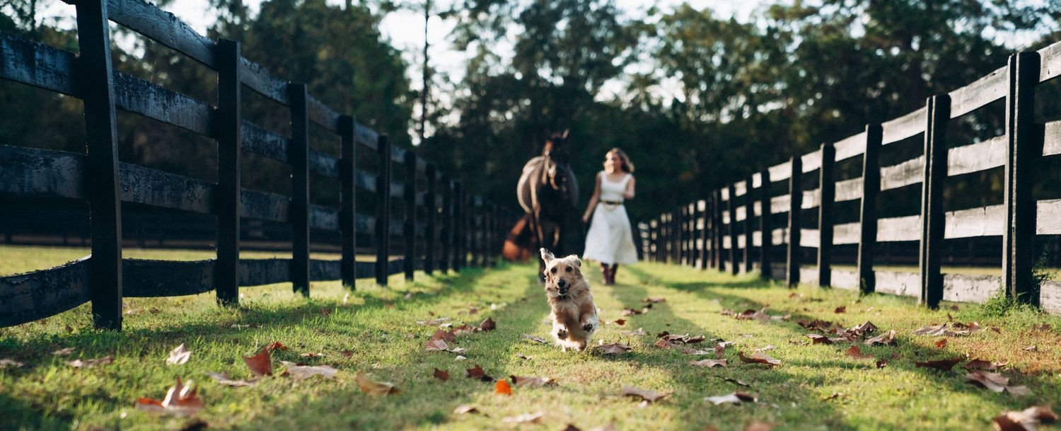 Two people walk their dogs down a tree-lined path between wooden fences on a sunny afternoon.