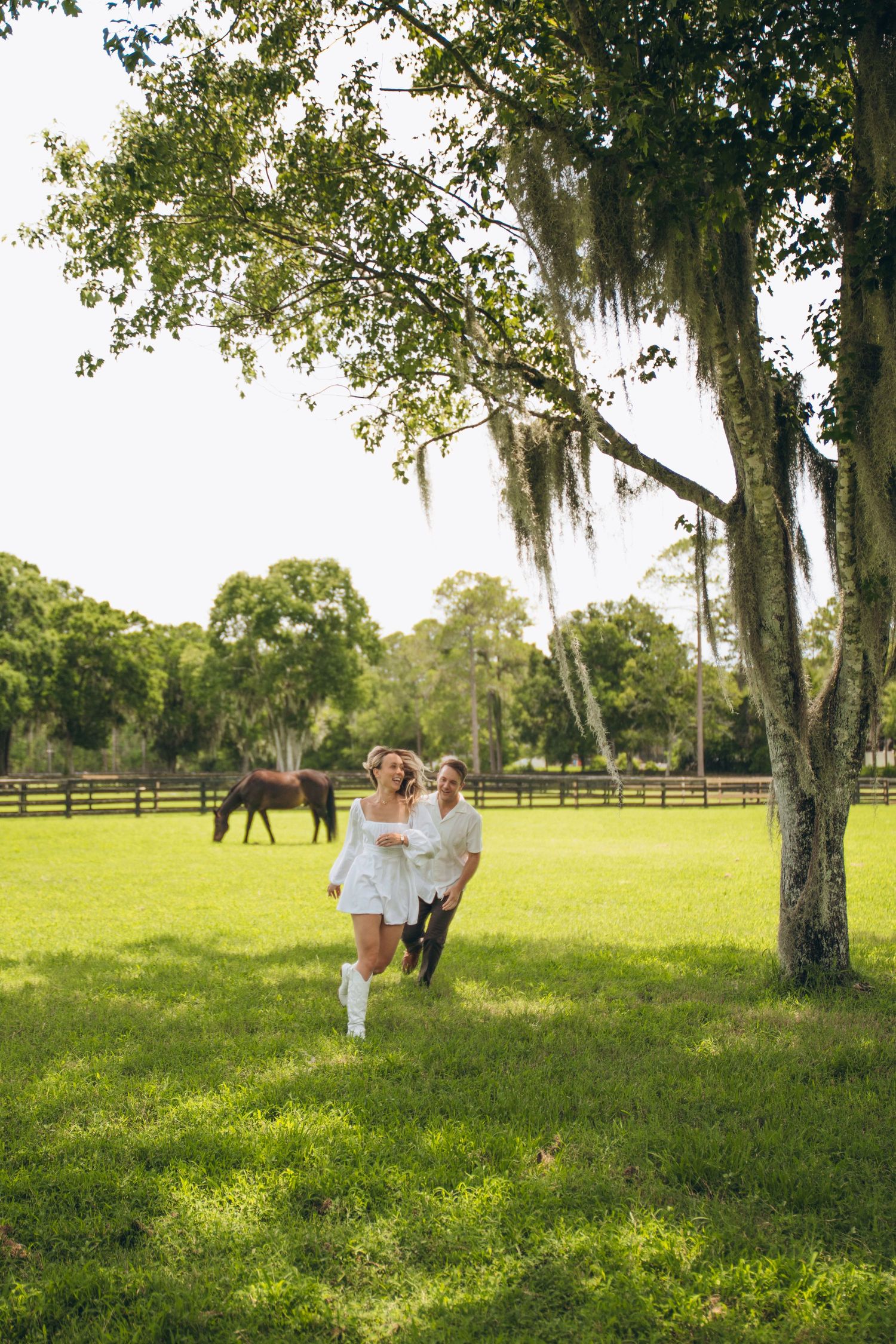 Sunlit meadow scene with oak trees, Spanish moss, and horses grazing in the distance.