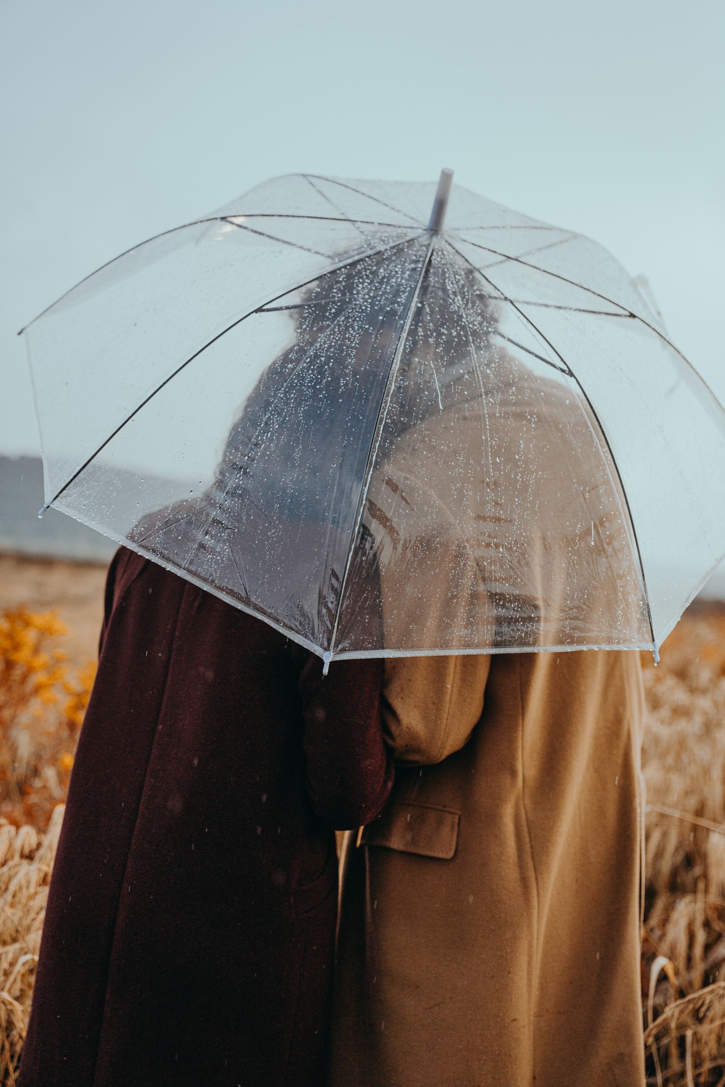 Person holding clear umbrella in field of golden grass on overcast day.
