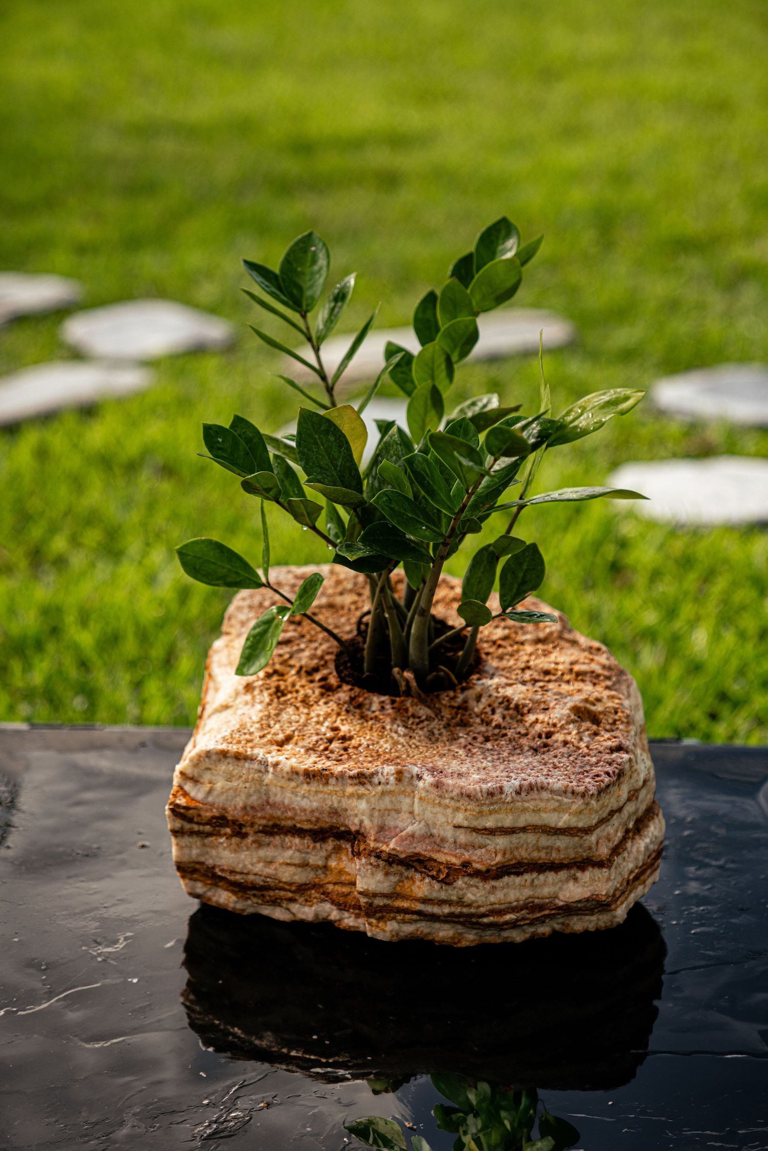 Small green plant growing from a layered brown rock on a reflective black surface with grass background.