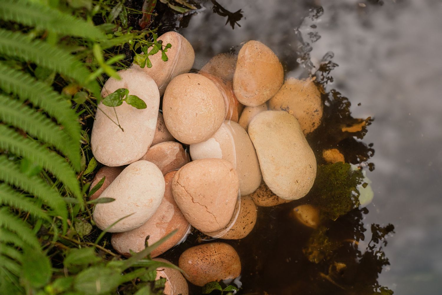 Smooth pink and white pebbles grouped together near ferns at the edge of a reflective pond.