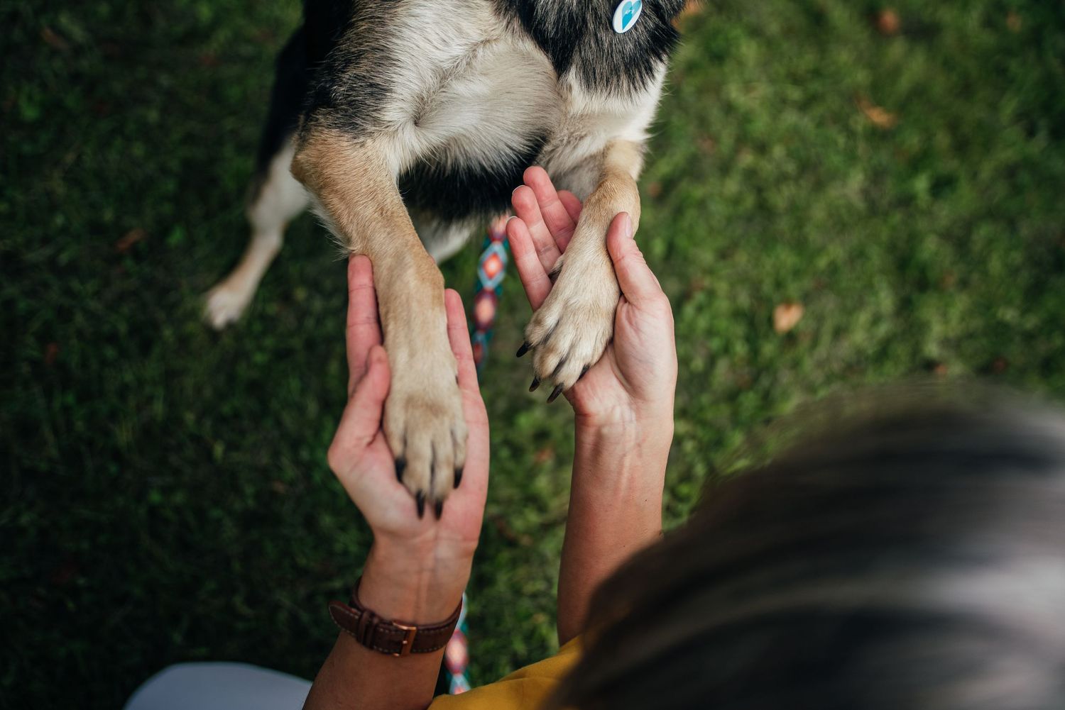 Close-up of a person holding a dog's paws in their hands on a green grass background.