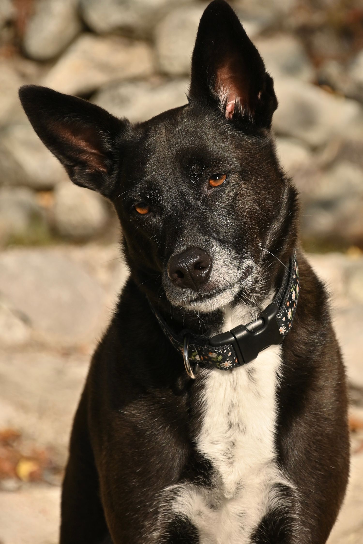 dog looking inquisitive