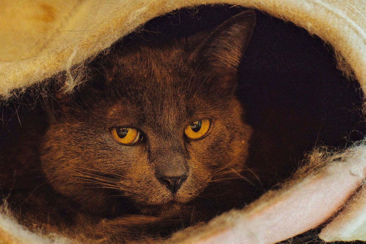 grey cat looking out of cat house