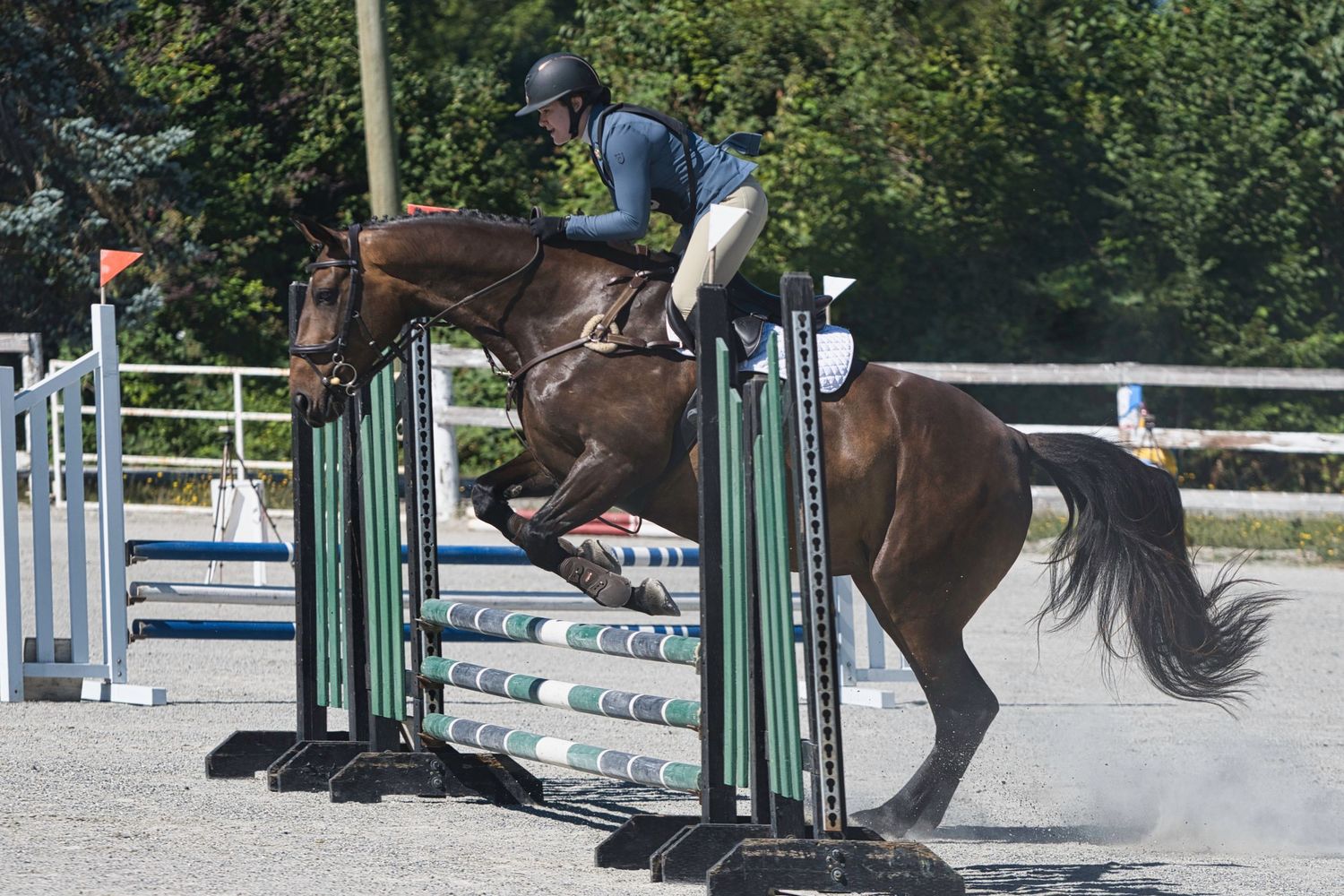 female in blue show jacket jumping a green stadium jump,  Pony Club, horse, equestrian, Maple Ridge