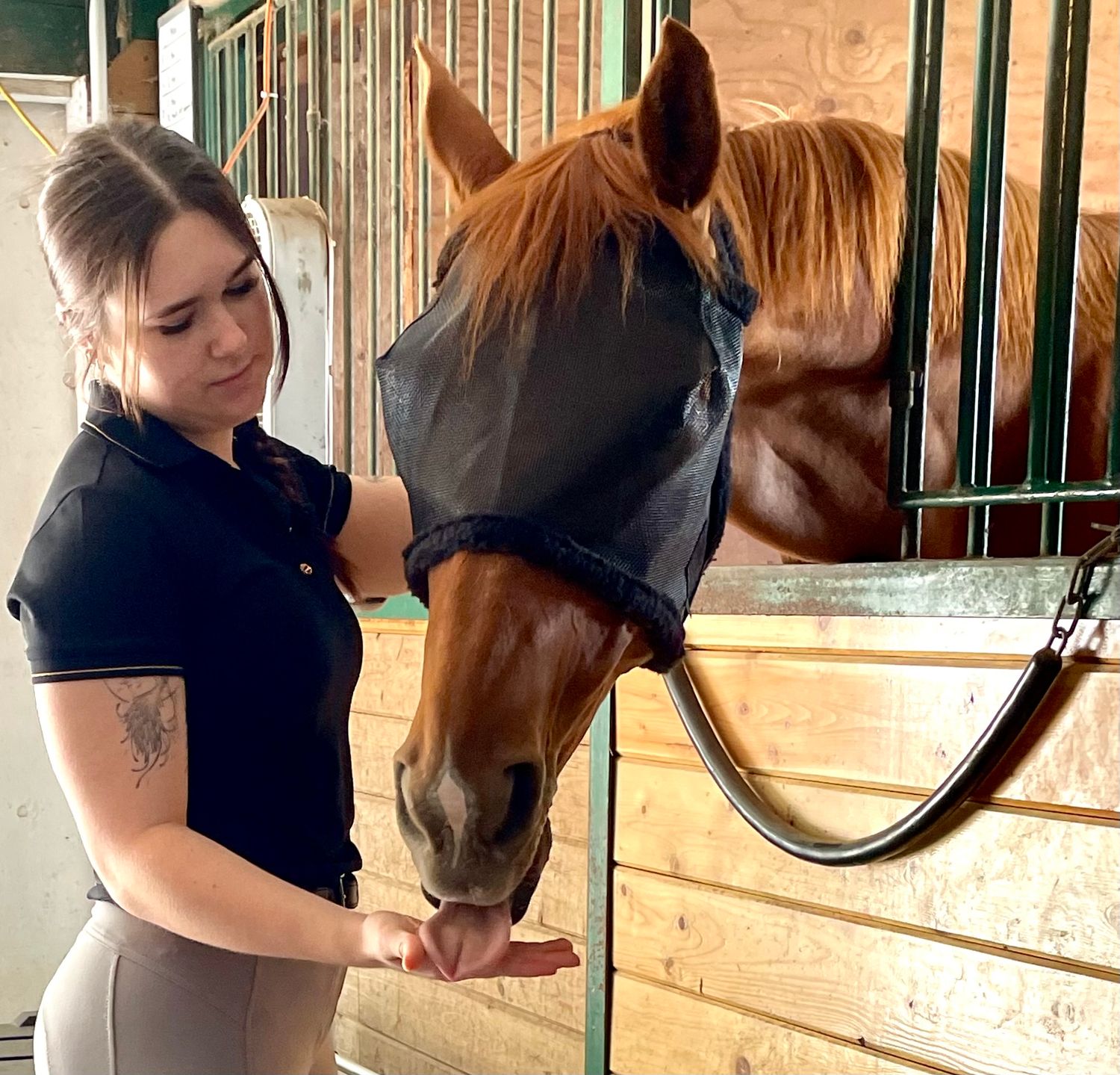 female offering flat hand to horse in stall who is wearing a black fly mask