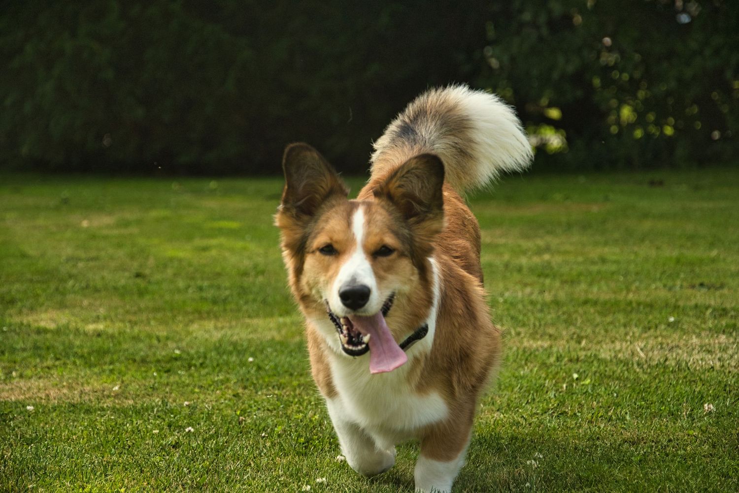 Corgi running energetically with tongue hanging out, fun, dog, Fraser Valley