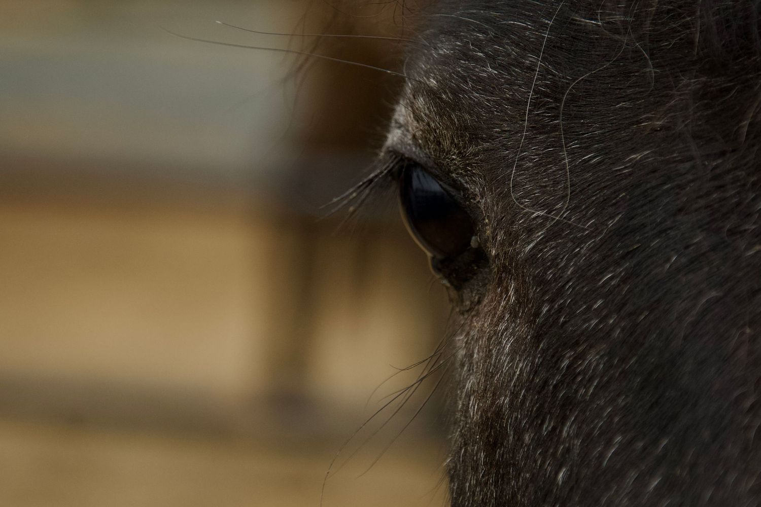 Dark eye of a dark Bay horse, Fraser Valley
