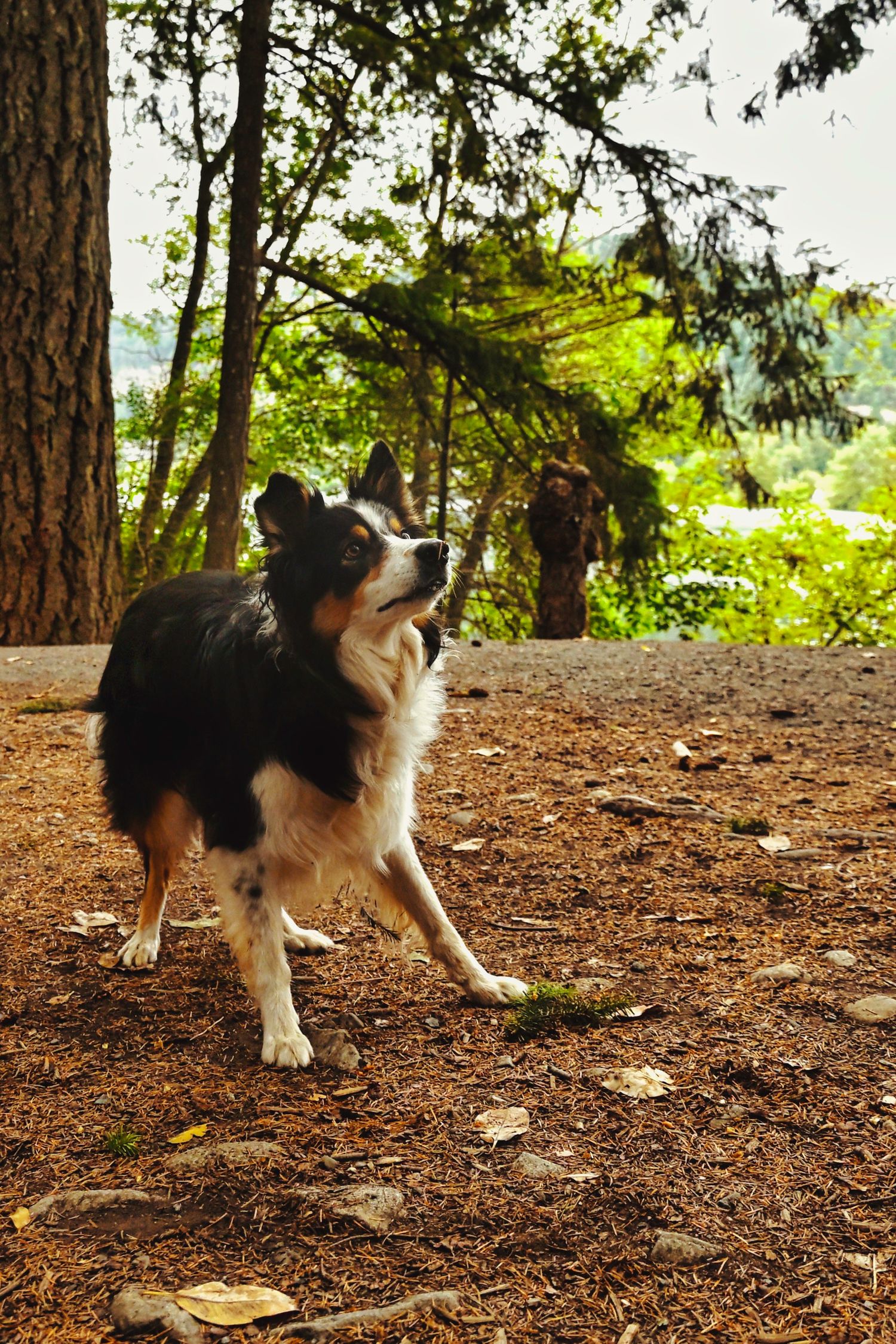 Boarder collie dog, in forest,  paying attention to command from owner, Vancouver Island