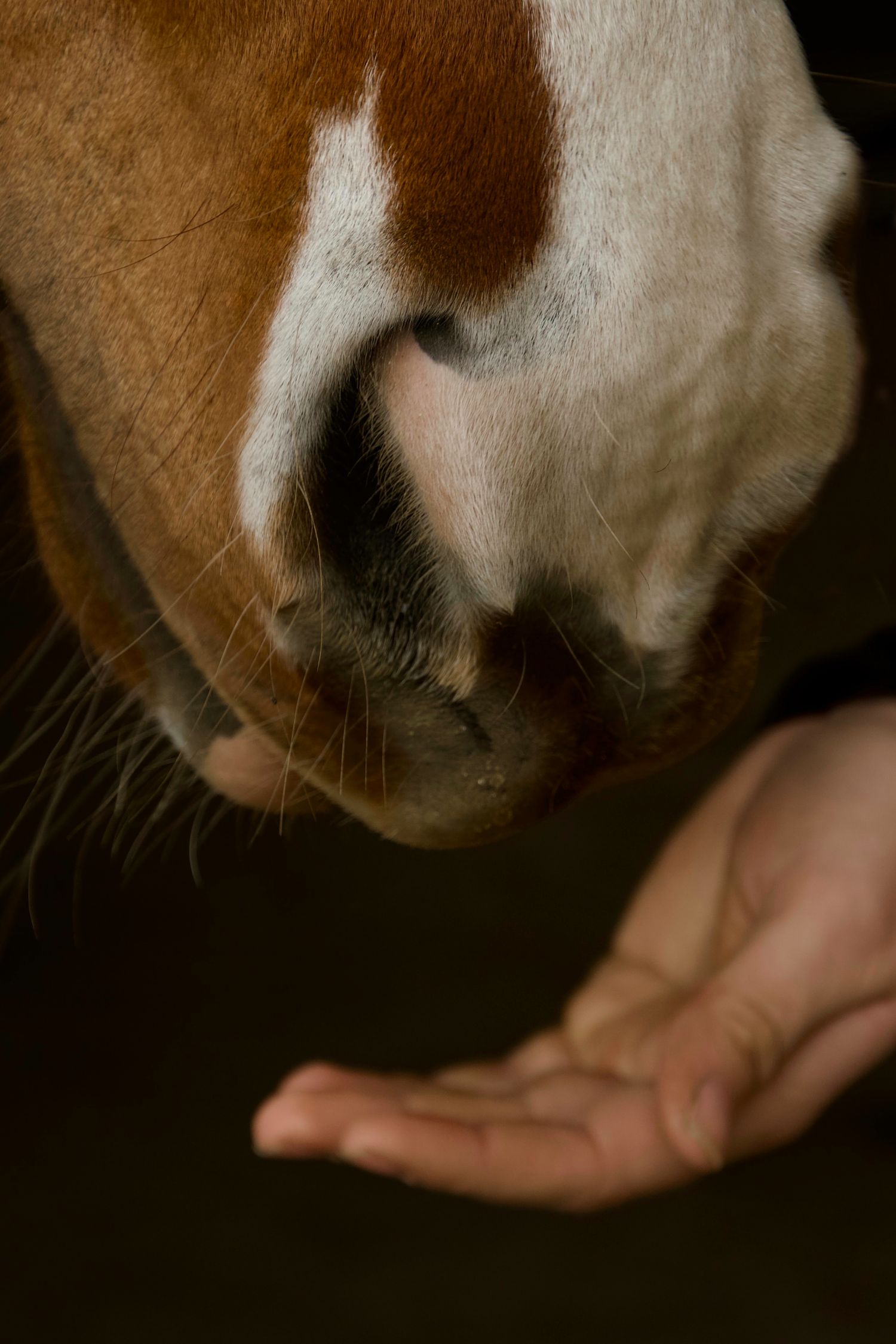 a cupped hand underneath a horse muzzle