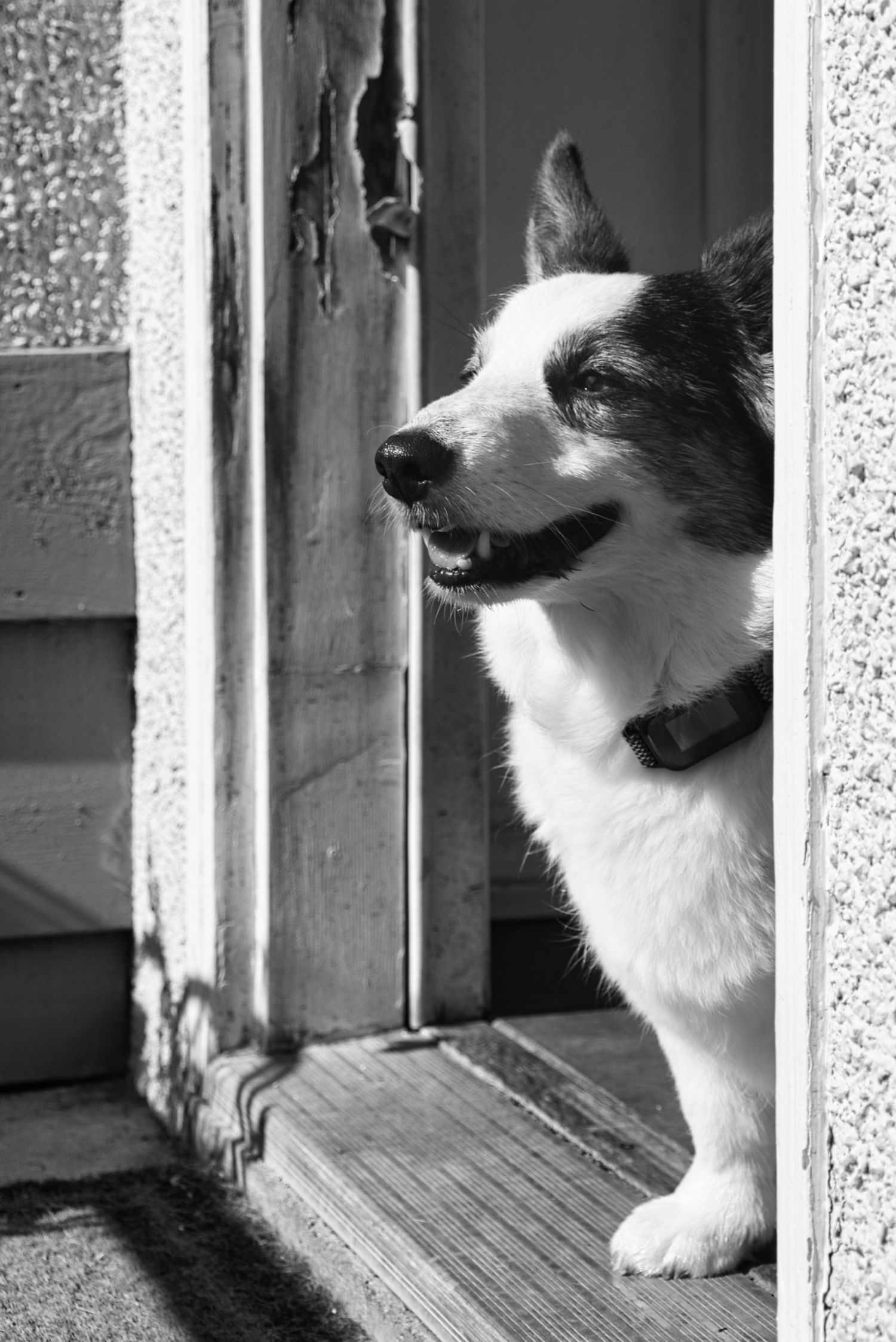 Corgi looking out of front door, black and white, dog, Fraser Valley