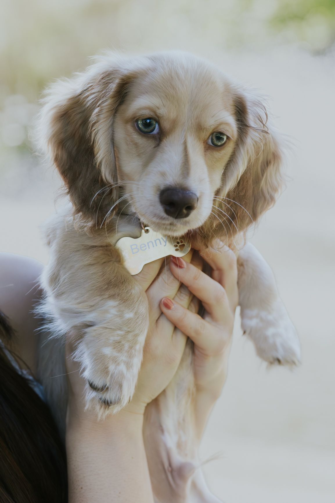 A blue-eyed puppy named Benny with a gold tag is held gently by a person with red nails.