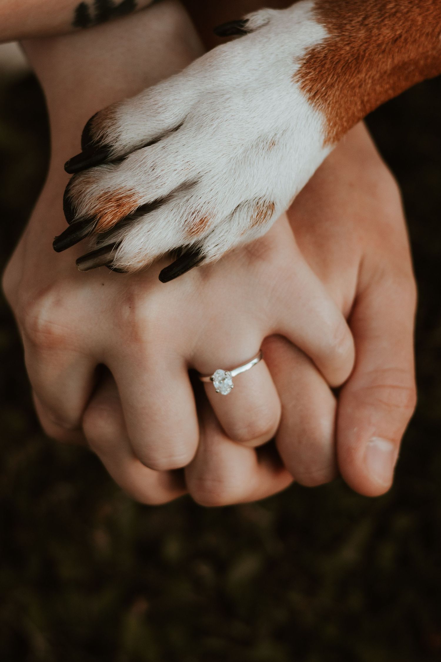 A dog's paw rests on a couple's clasped hands, showing a sparkling solitaire engagement ring on the woman's finger.