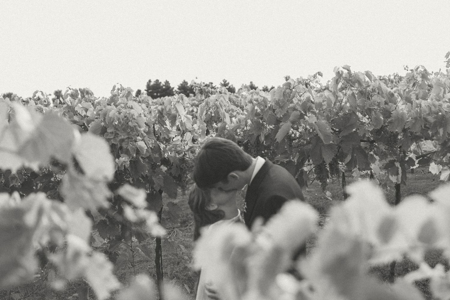 Black and white image of a groom leaning in among vineyard grapevines, with leaves framing the romantic wedding portrait.