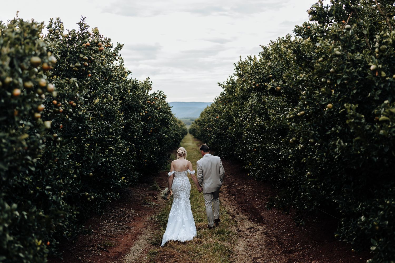 Wedding couple strolls through rows of citrus trees on their special day.