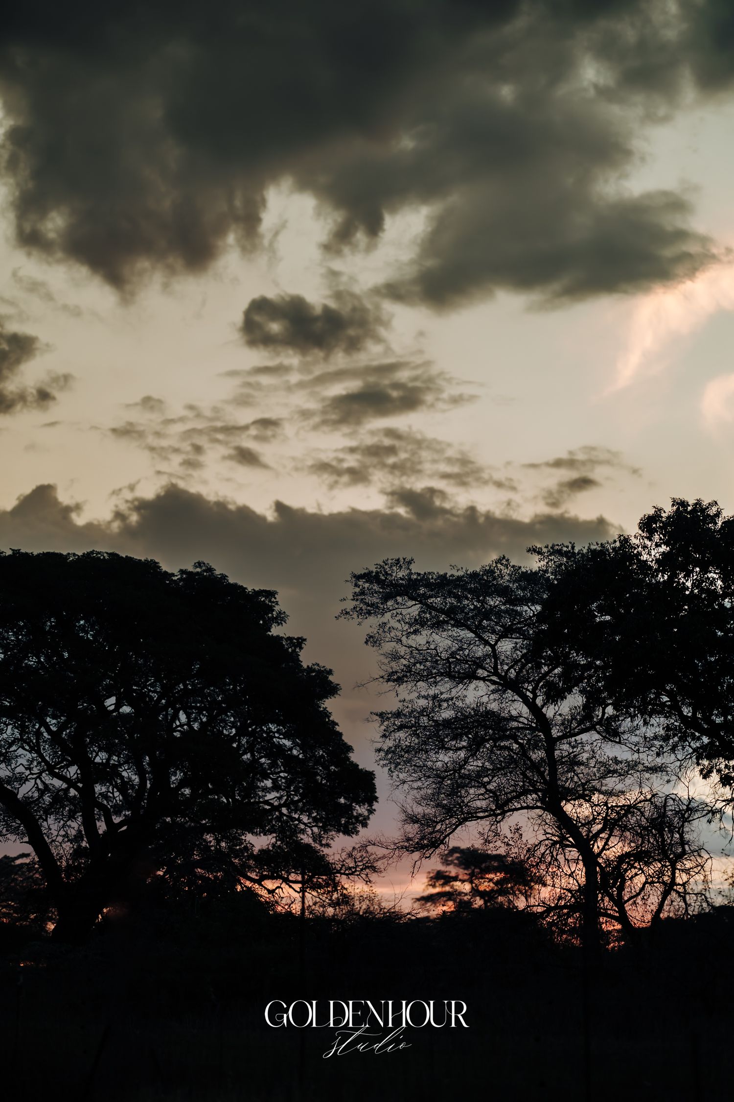 Dramatic sunset silhouette of acacia trees against a moody cloudy sky in golden hour light.