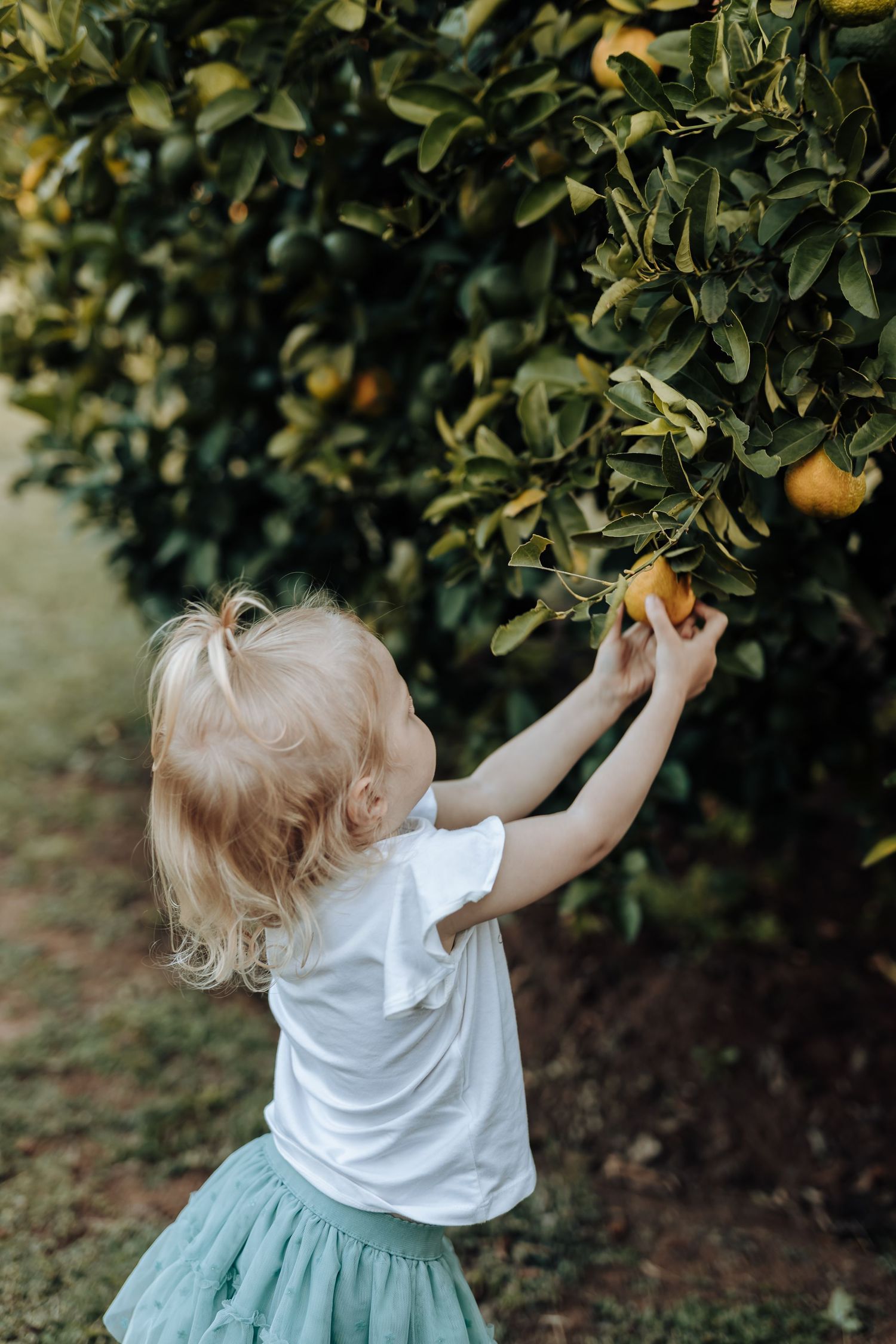 A small child in a turquoise skirt reaches up to pick oranges from a citrus tree.