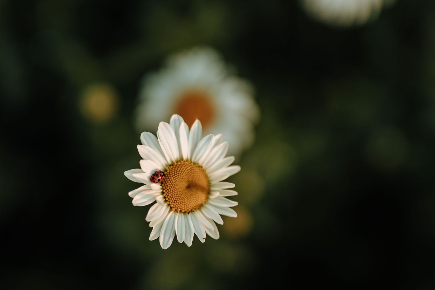 Close-up of a single white daisy flower with soft focus background.