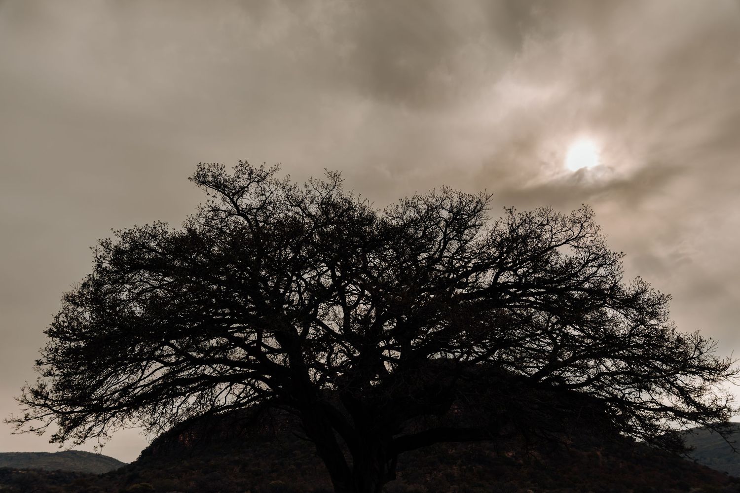 A dramatic silhouette of a large tree against a moody sky with filtered sunlight breaking through dark clouds.