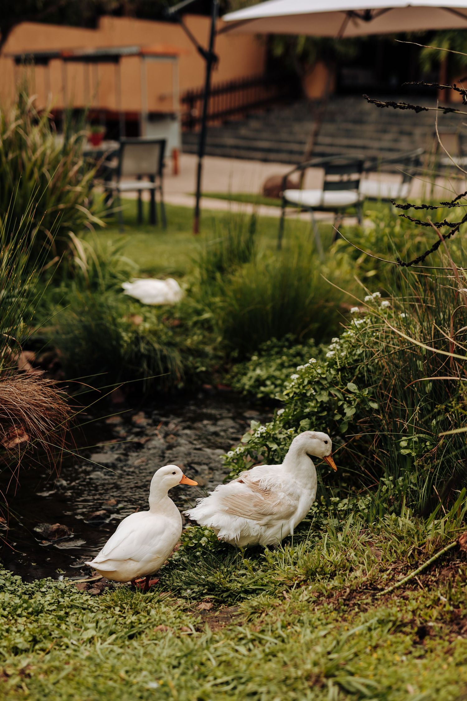 Two white ducks resting on grass near a garden pond in a peaceful outdoor setting.