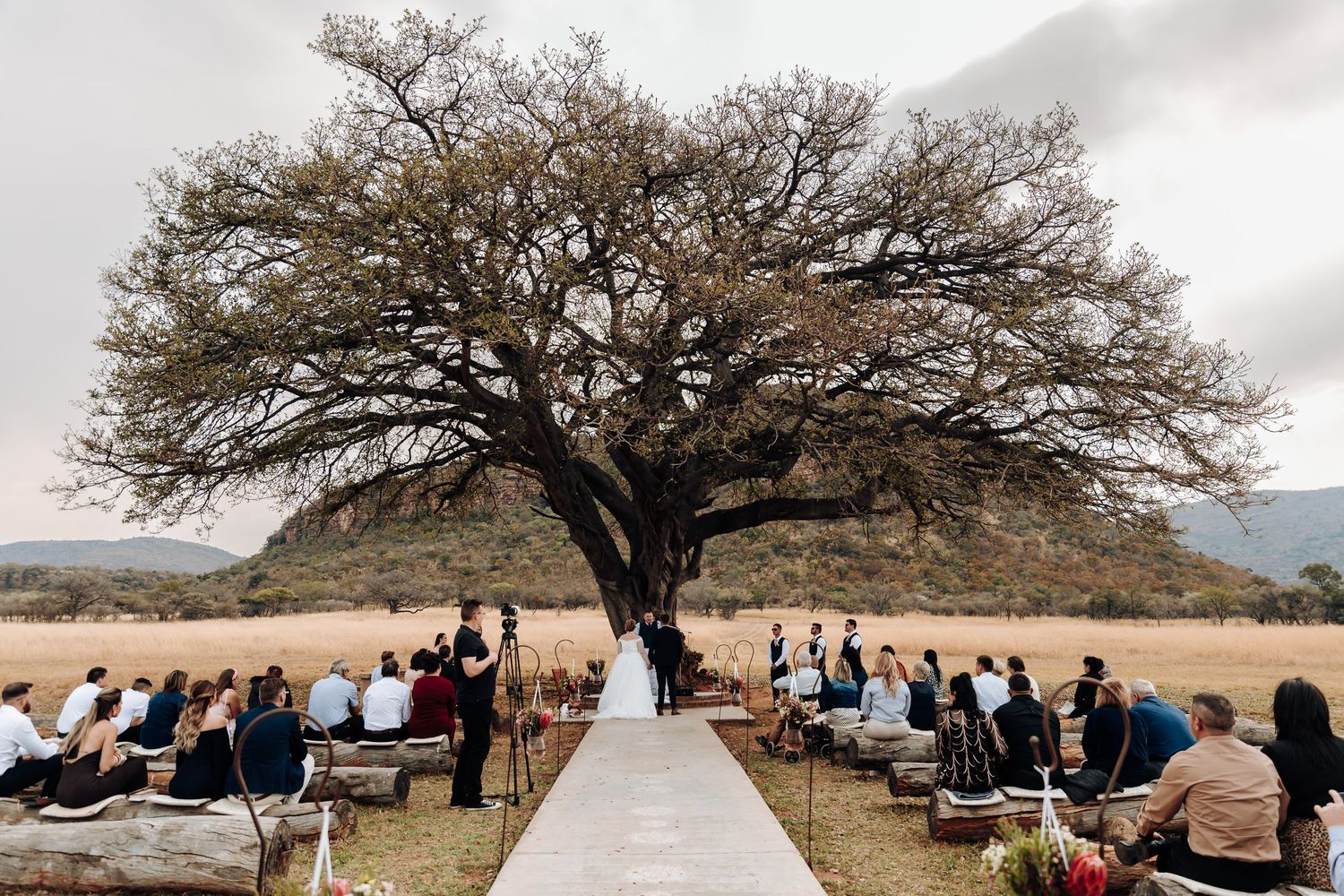 Outdoor wedding ceremony setup with white chairs and path leading to a majestic large tree against mountain backdrop.