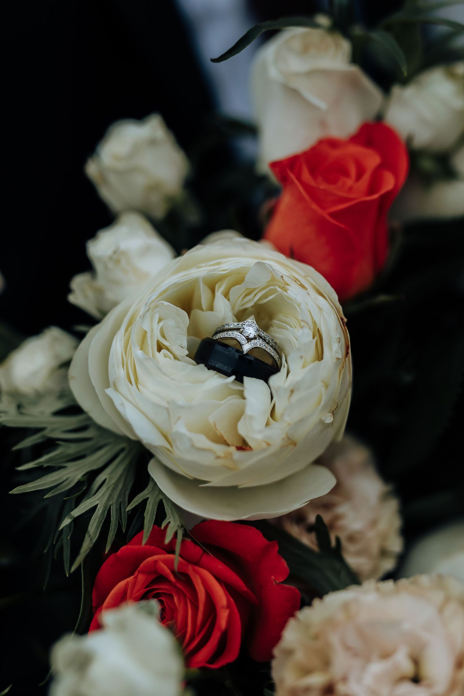 Close-up of red and white roses arranged together with dark background and delicate petals in romantic composition.