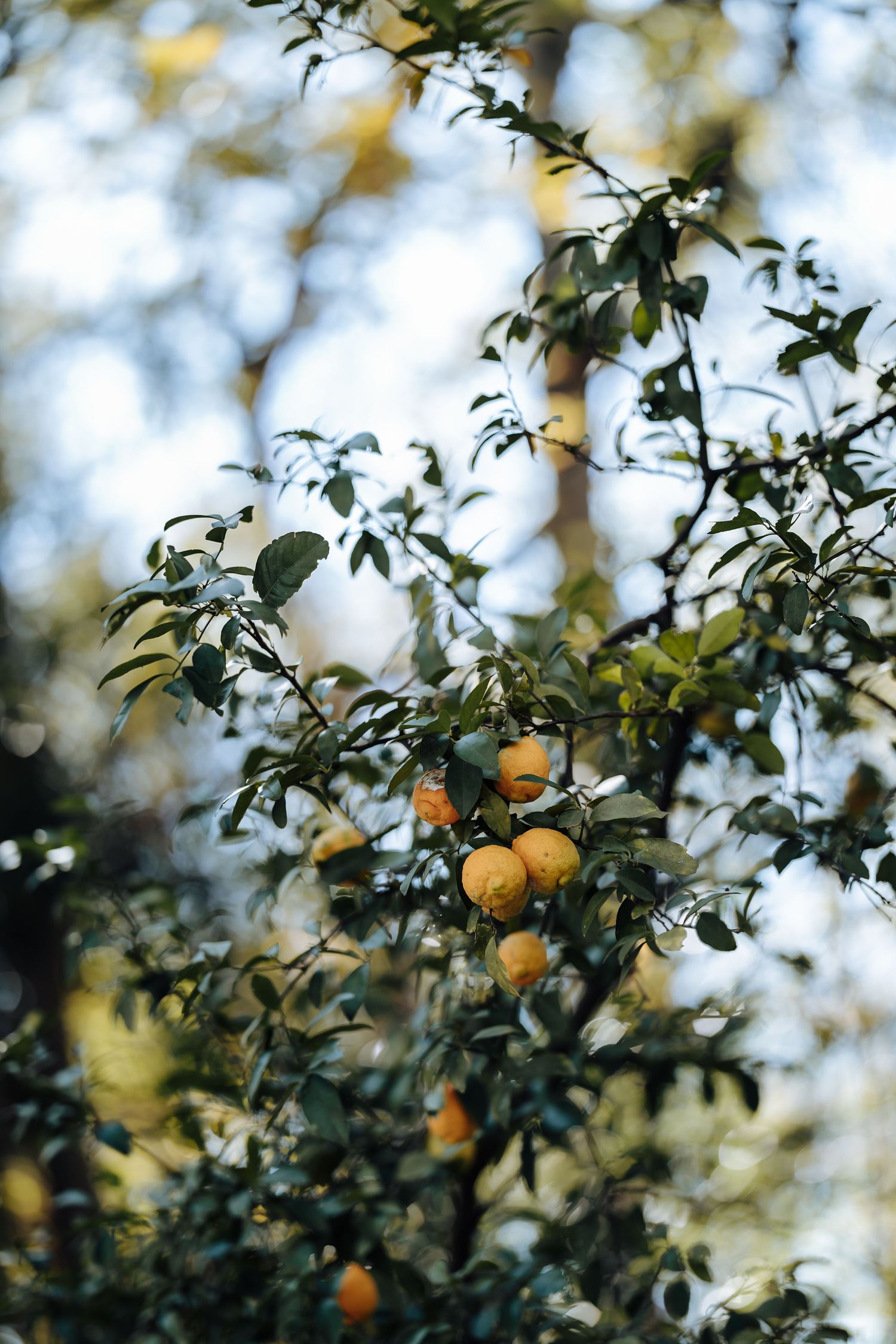 Orange citrus fruits ripening on a tree branch with lush green leaves in a sunlit forest garden.