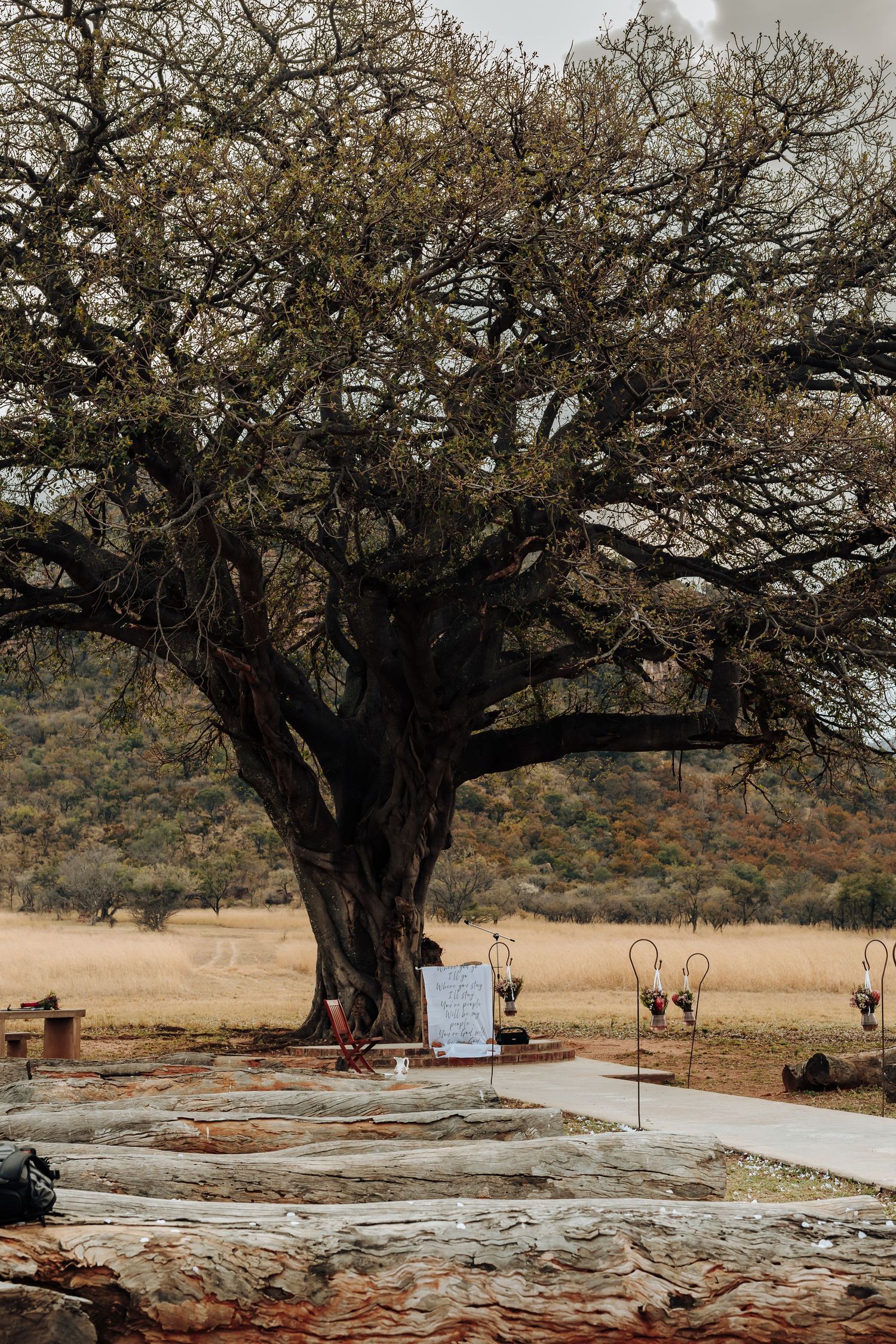 A rustic outdoor ceremony setup under a large gnarled tree in a Texas landscape with scattered chairs and decor.