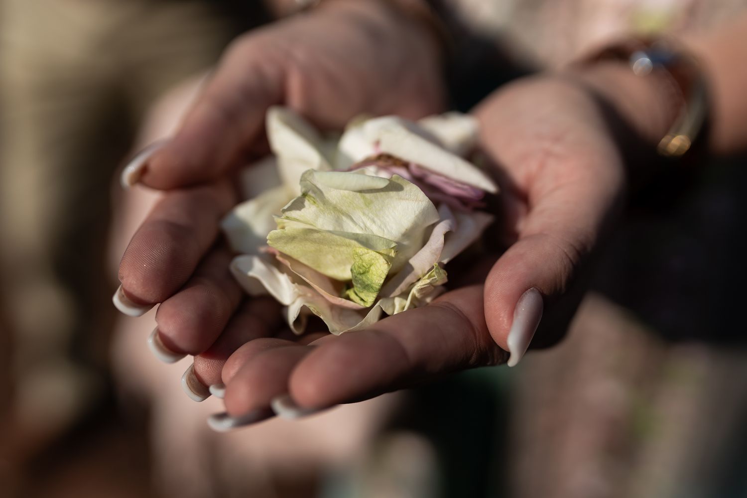 Close-up shot of hands holding delicate dried flower petals.