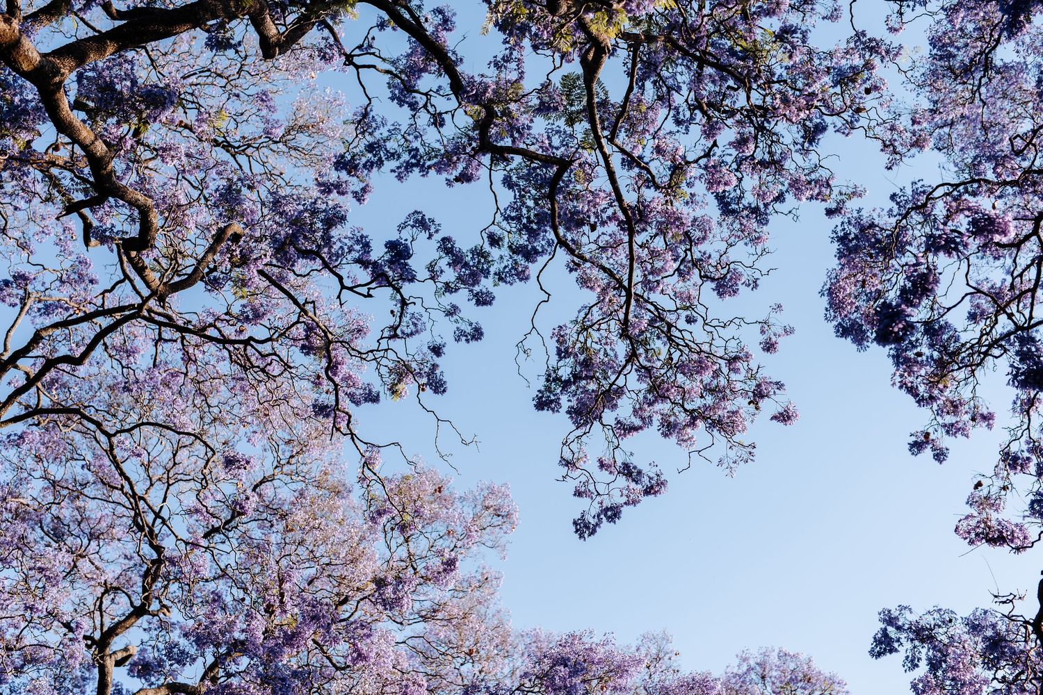 Pink cherry blossoms bloom against a soft blue sky, with delicate branches framing the spring scene.