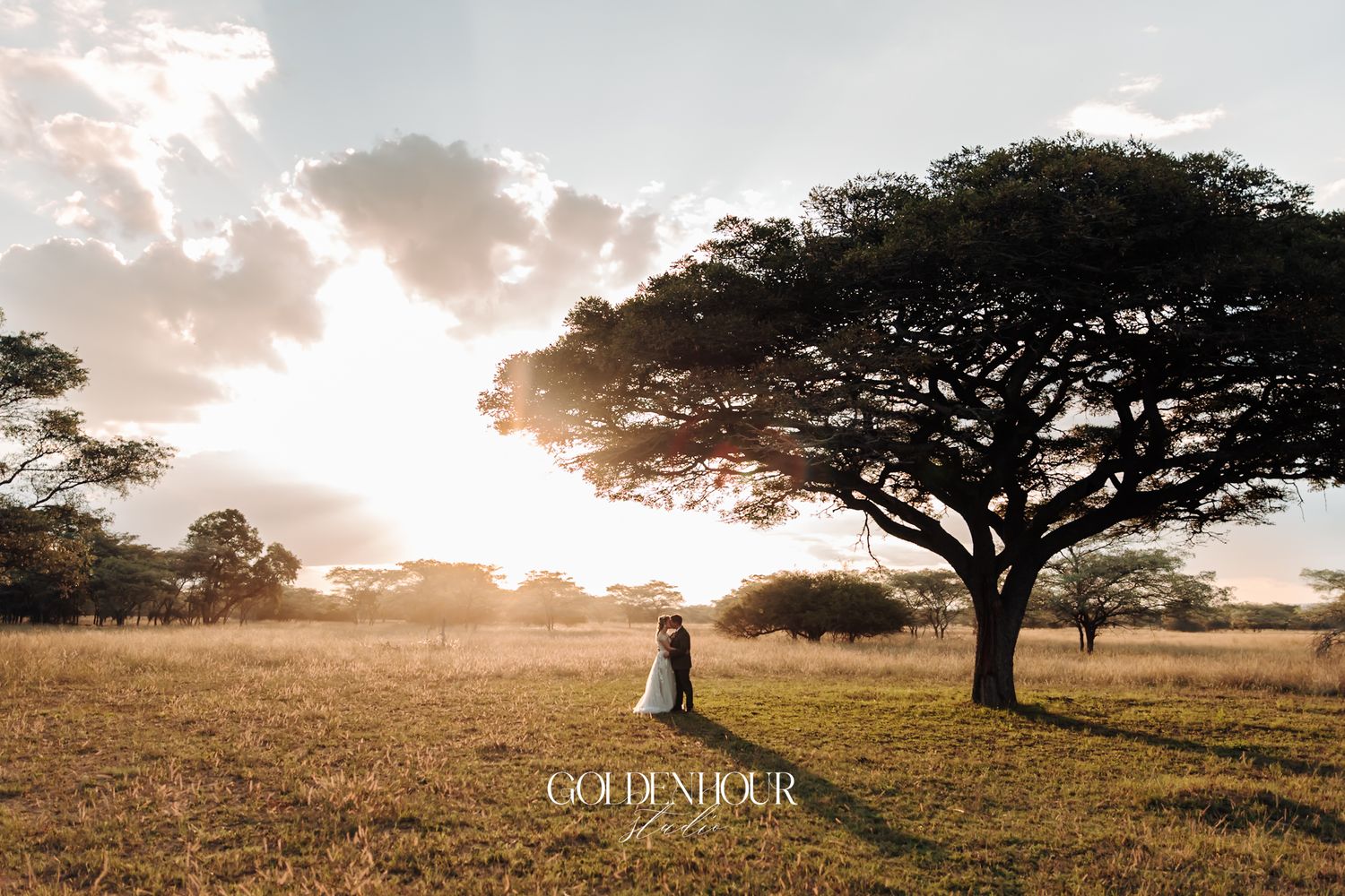 Romantic couple embracing beneath a large acacia tree in a golden field during a stunning sunset wedding.