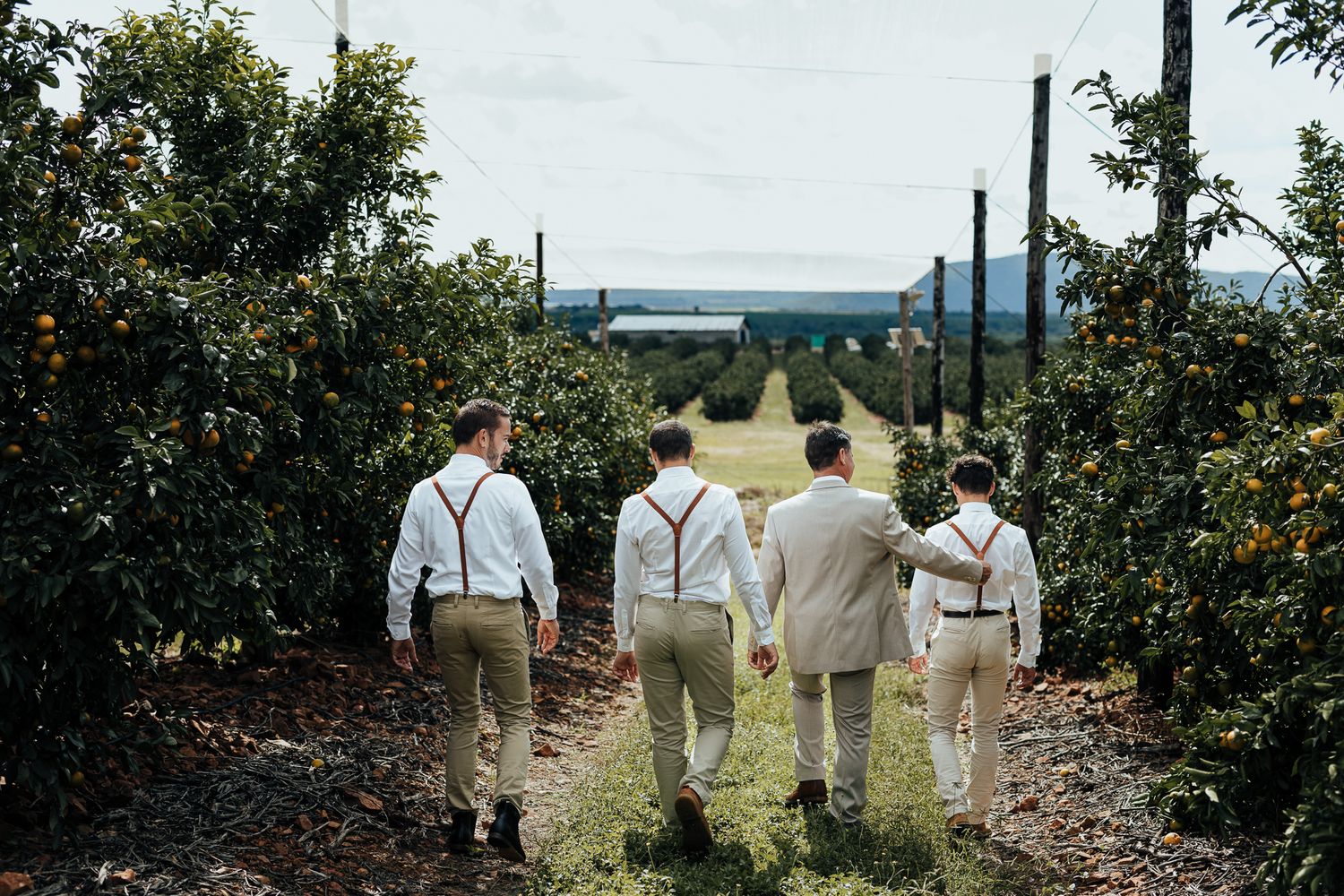 Wedding party walks down a path between fruit trees with a scenic mountain view.