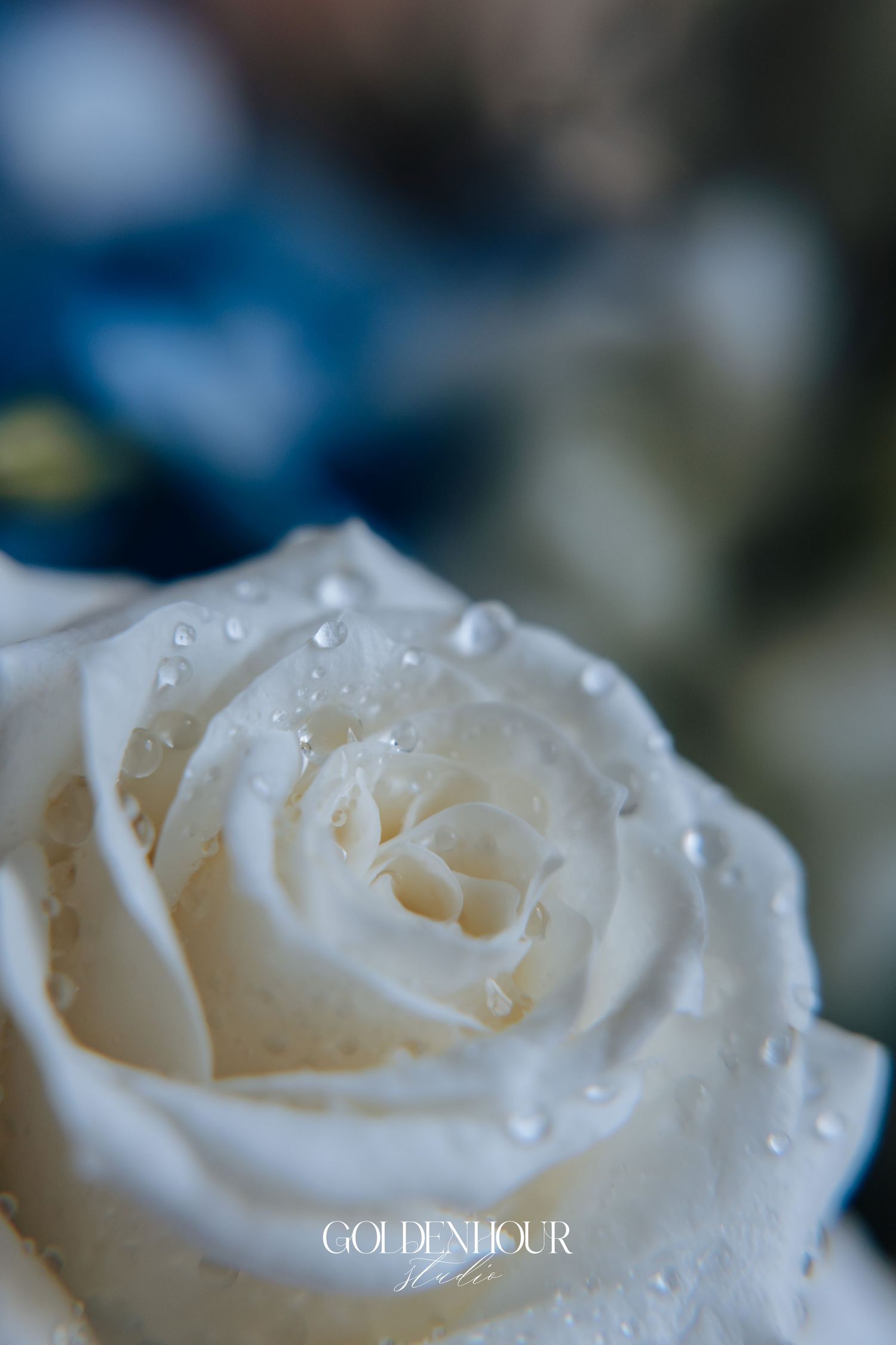 Close-up of a pristine white rose with delicate water droplets on its petals.