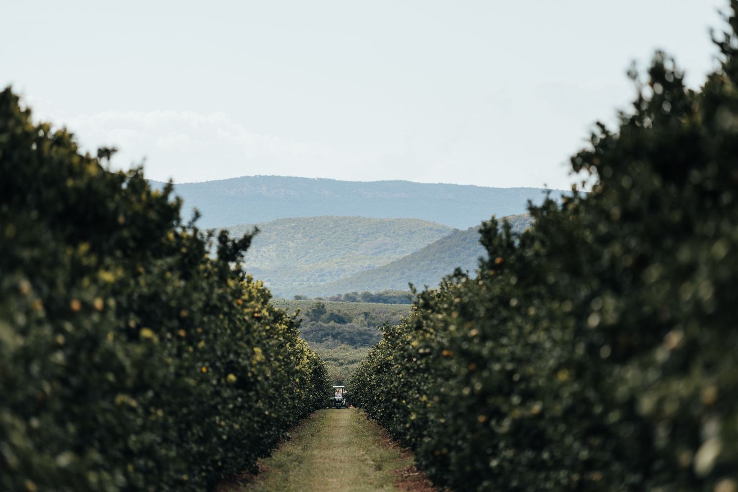 Scenic view down orchard row with mountains in background.