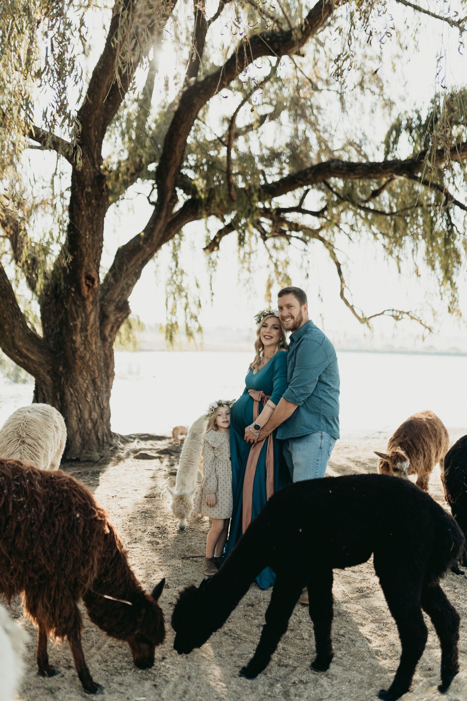 A couple and their alpaca pose for playful photos under a scenic willow tree in natural lighting.