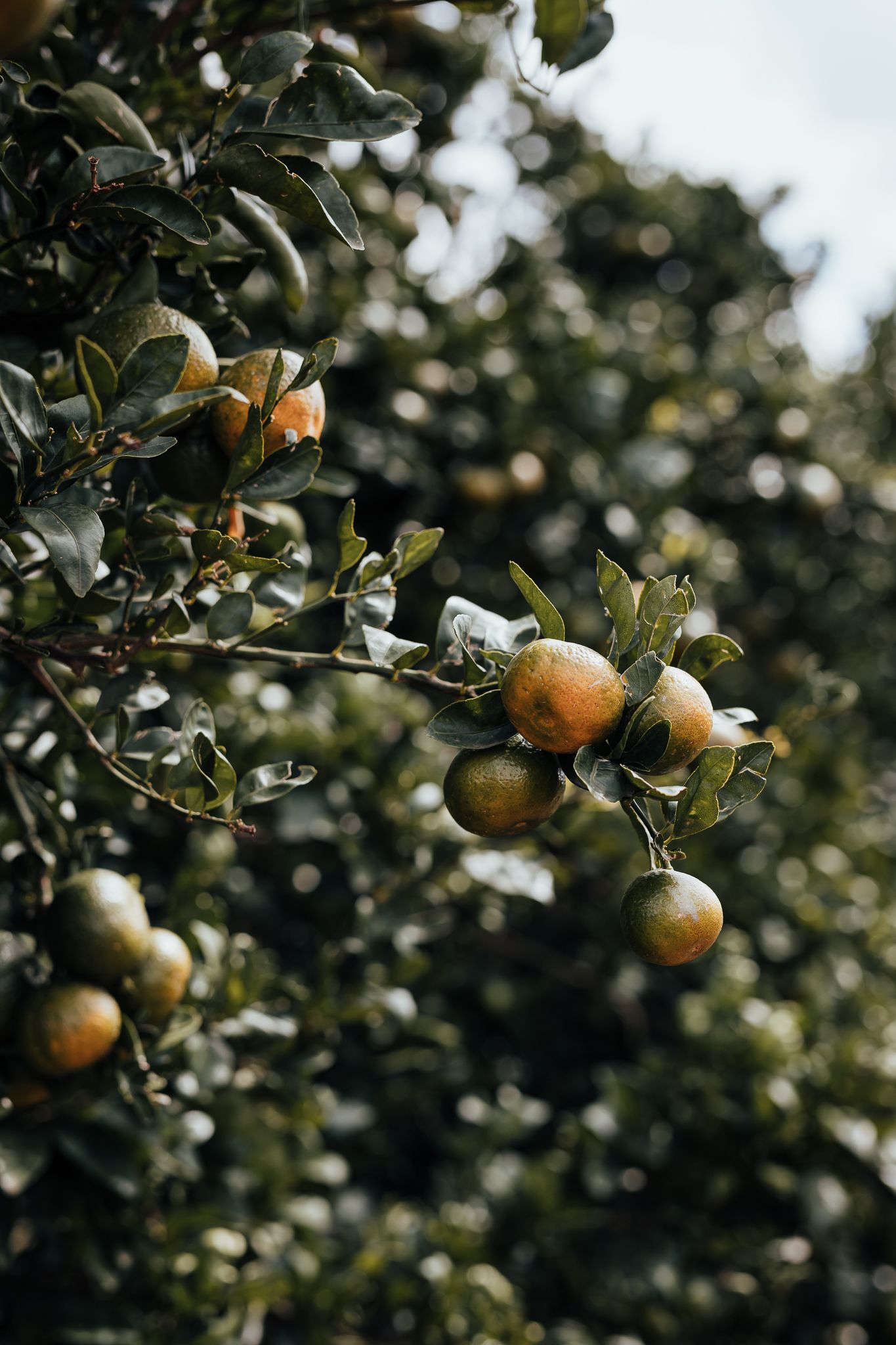 Fresh citrus fruits growing on tree branches with soft bokeh background.