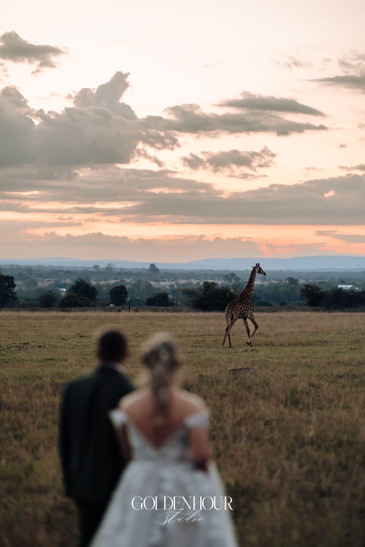 Bride and groom watching a giraffe walk across the African savanna at golden sunset.