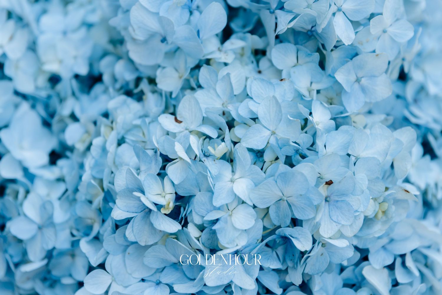 Close-up texture of light blue hydrangea flowers creating a delicate floral background pattern.