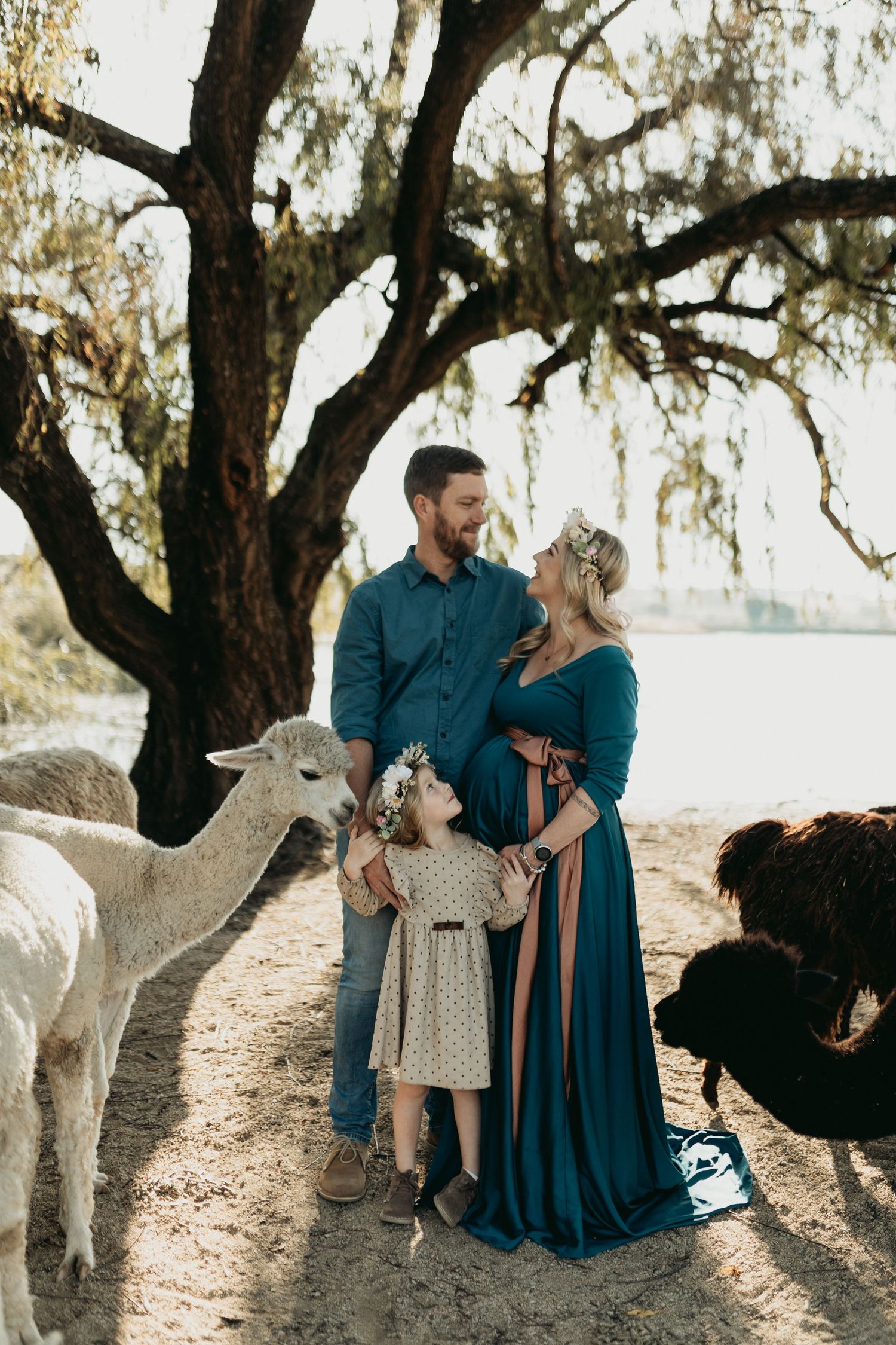 Couple shares tender moments with their friendly alpaca beneath a large tree on a sunny afternoon.