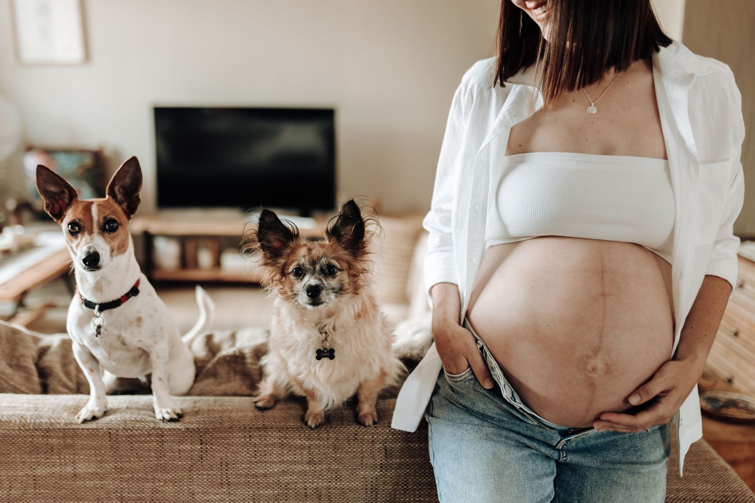 Maternity photo series with small dogs watching from couch in warm natural light setting.