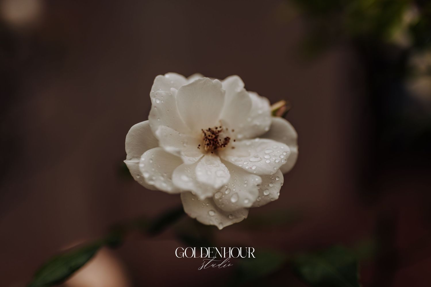 Close-up of a delicate white rose with water droplets on its petals against a dark background.