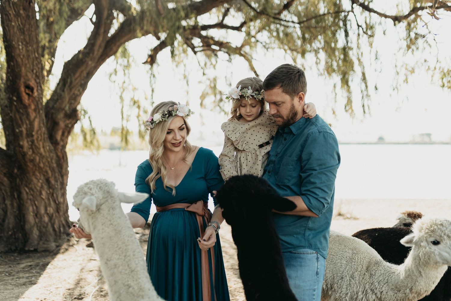 A couple in teal and blue outfits share a tender moment under a willow tree while llamas graze nearby.