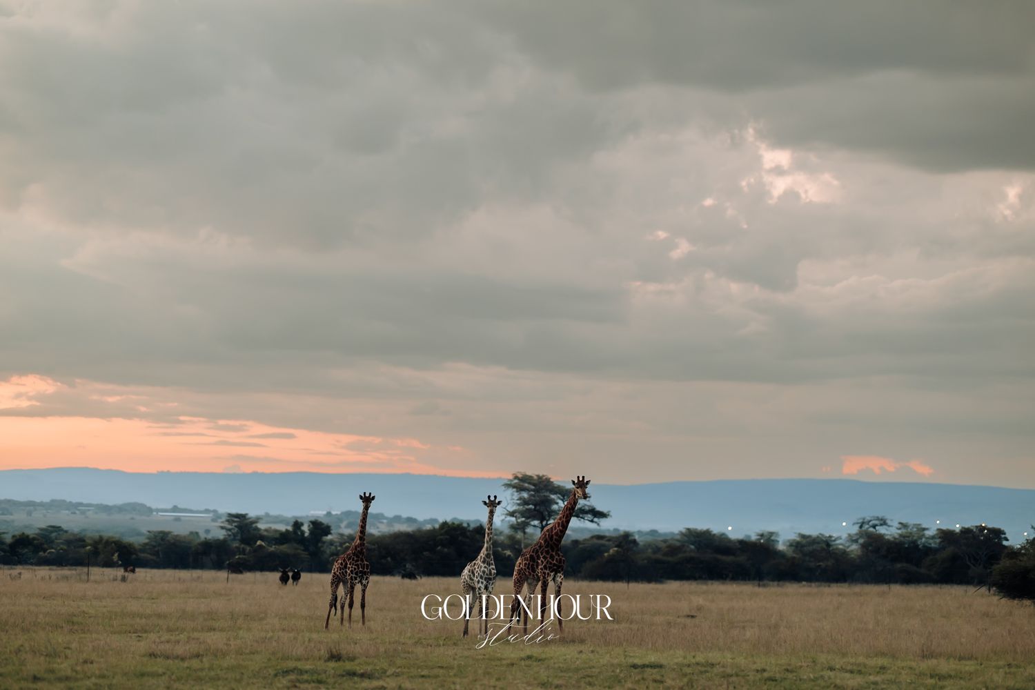 Giraffes grazing on vast African savanna under dramatic cloudy sky at dusk.