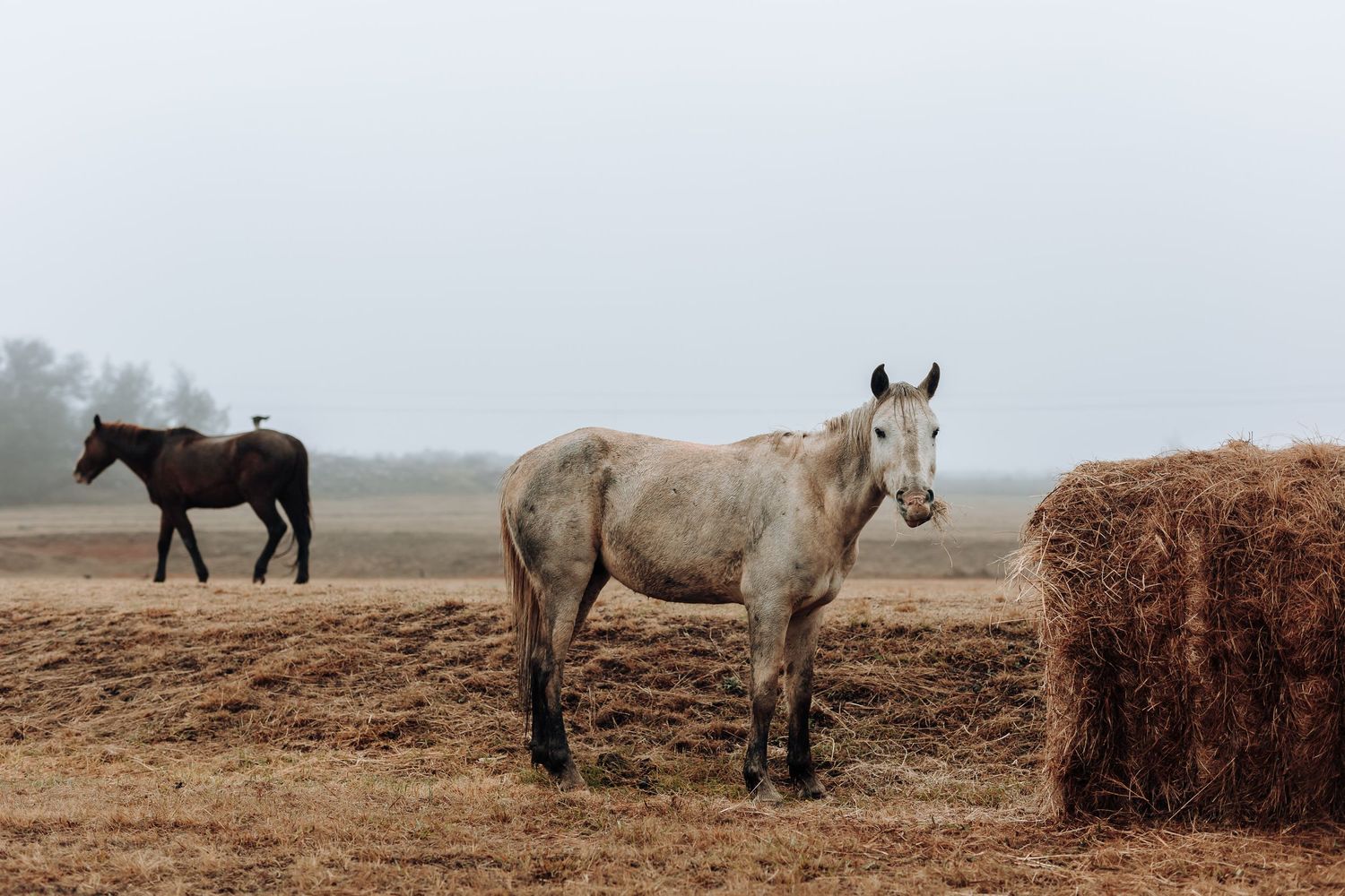 Two horses standing in misty field near hay bale on foggy morning.