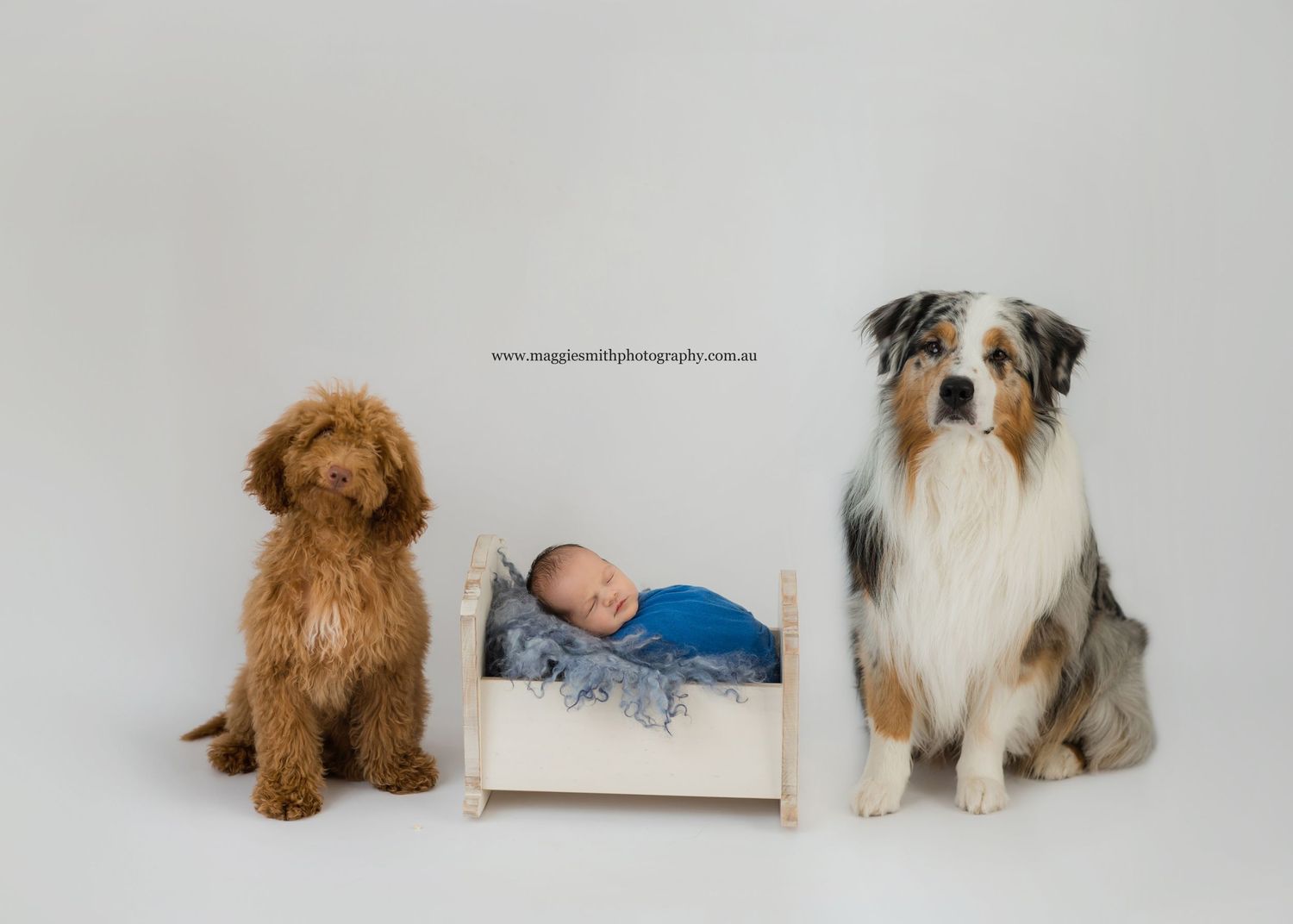 A goldendoodle and Australian shepherd sit beside a small white bed with a sleeping newborn baby between them.