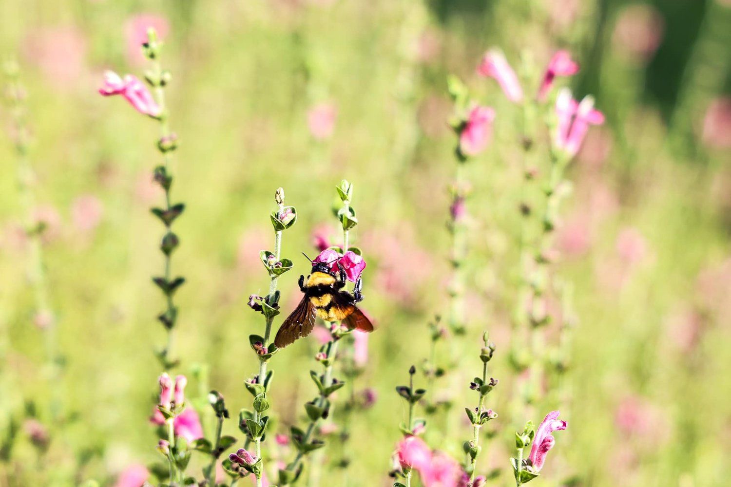 Pink wildflowers bloom in a soft focus meadow on a sunny day in Abilene, Texas.